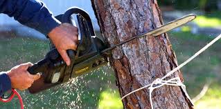 Best Tree Cabling and Bracing  in Arthurdale, WV