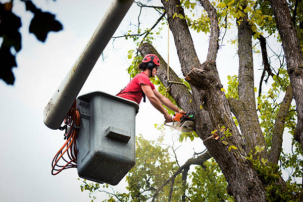 Best Fruit Tree Pruning  in Arthurdale, WV